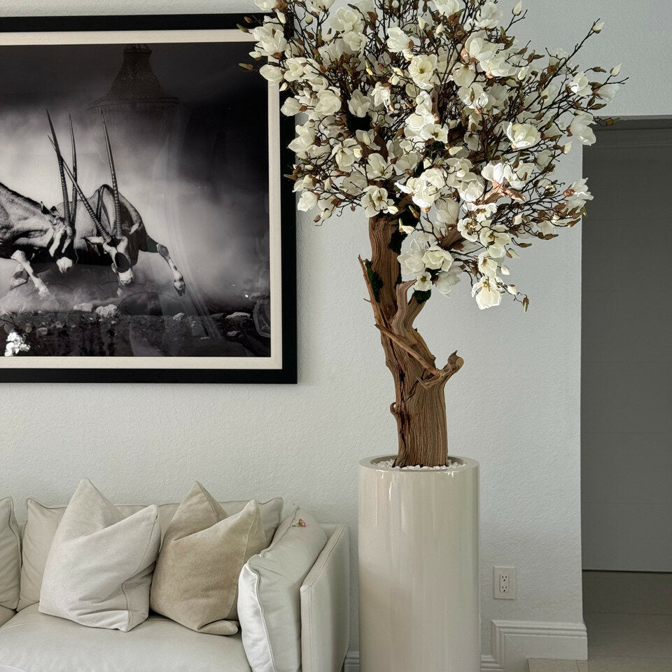 White magnolia in St. Tropez pot, beige glossy