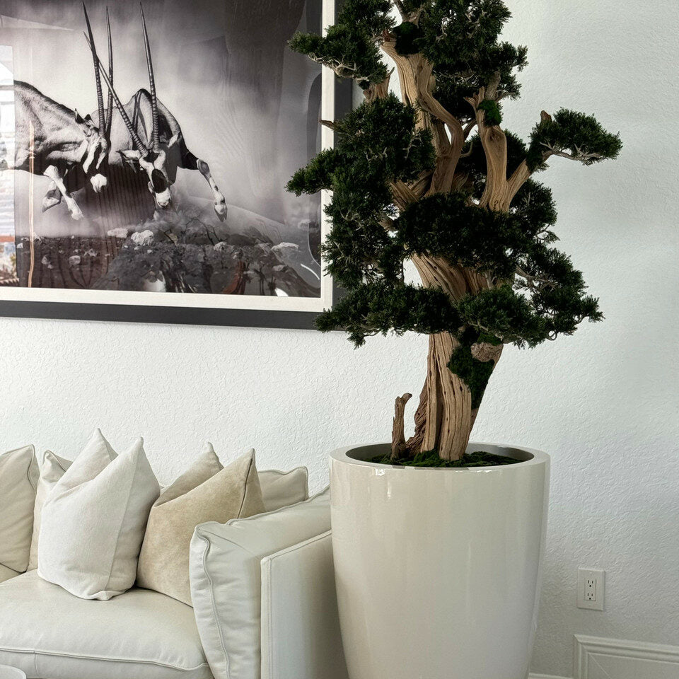 Large bonsai in a Brannan pot