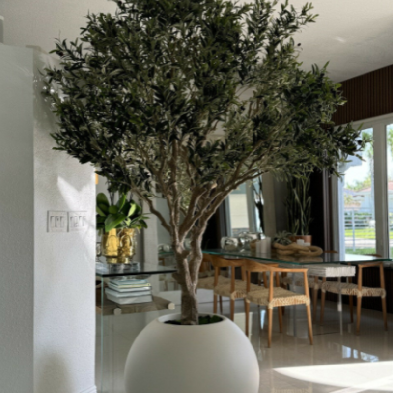 Olive tree in a matte beige pot