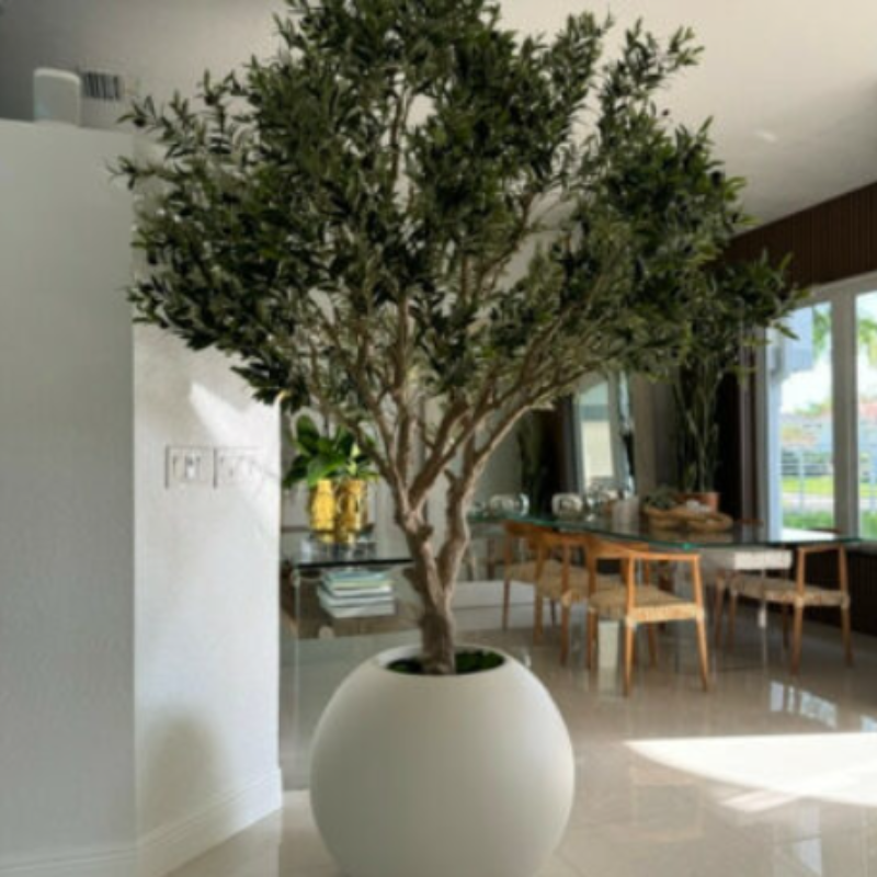 Olive tree in a matte beige pot