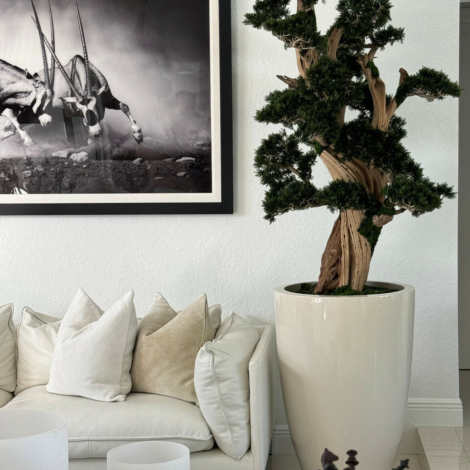 Large bonsai in a Brannan pot