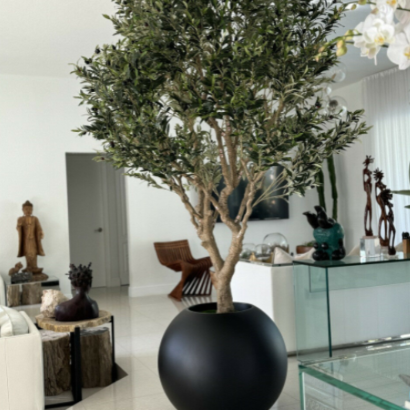 Olive tree in a matte black pot