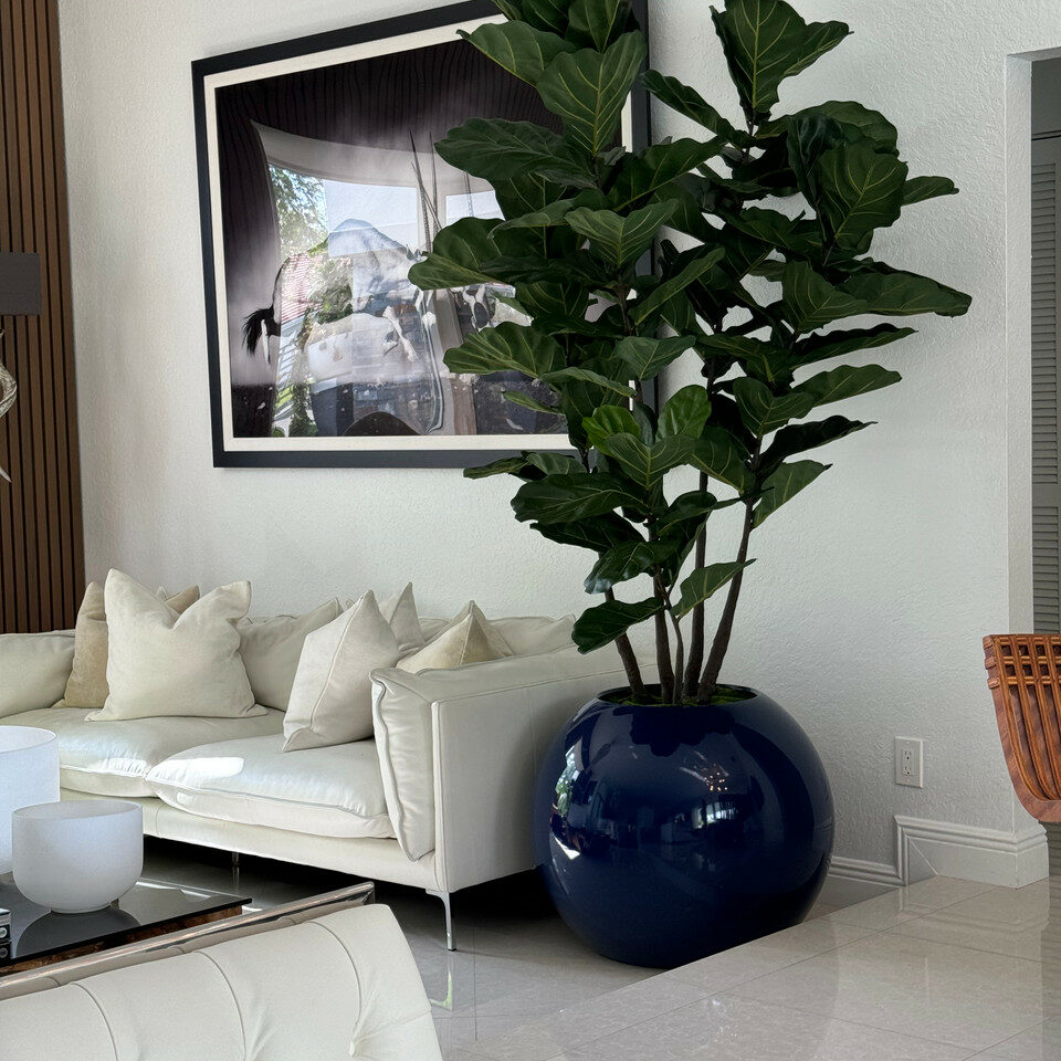30 inch blue ball vase with fiddle leaf