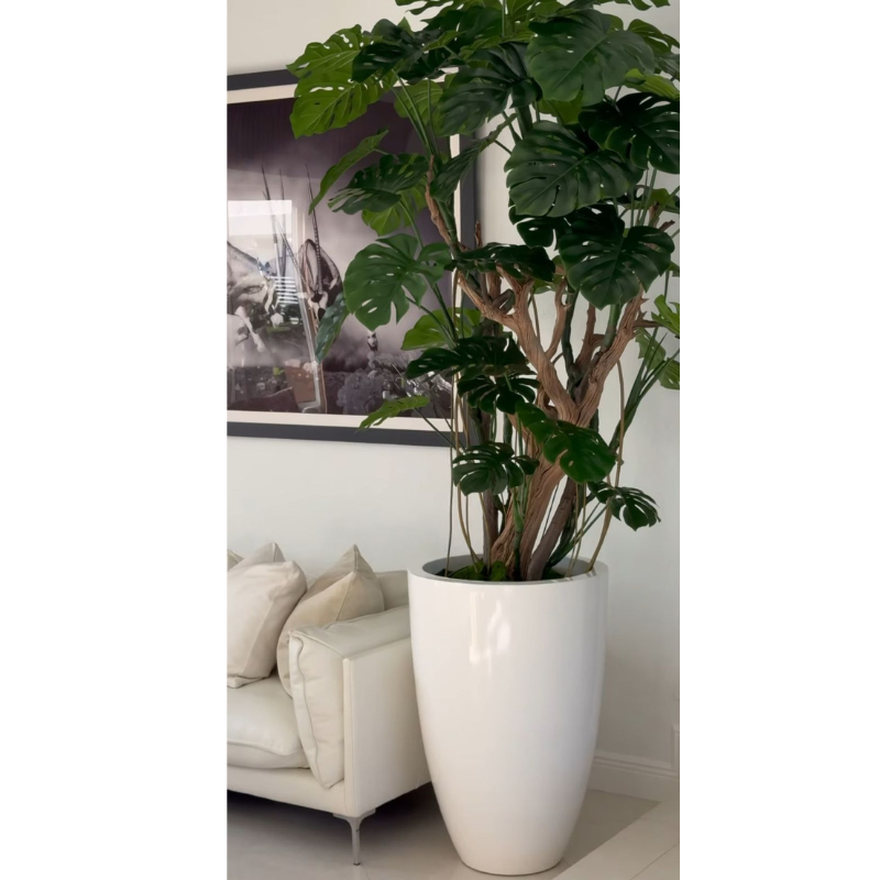 Adam's rib tree in a shiny white pot