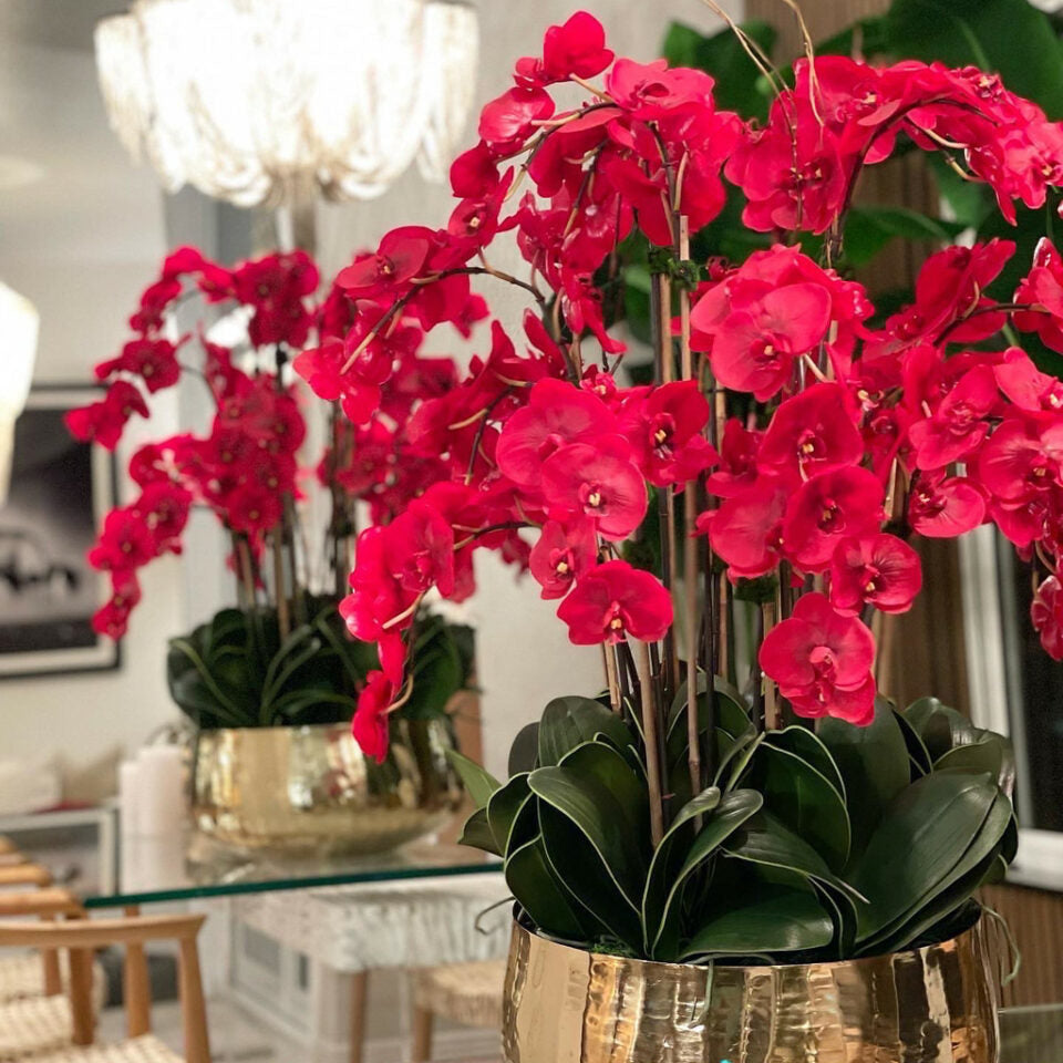 Red Phalaenopsis orchids in a medium-sized golden pot