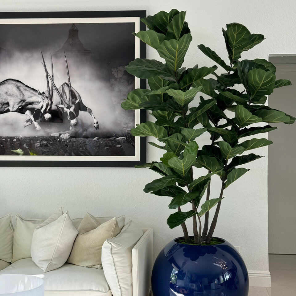 30 inch blue ball vase with fiddle leaf