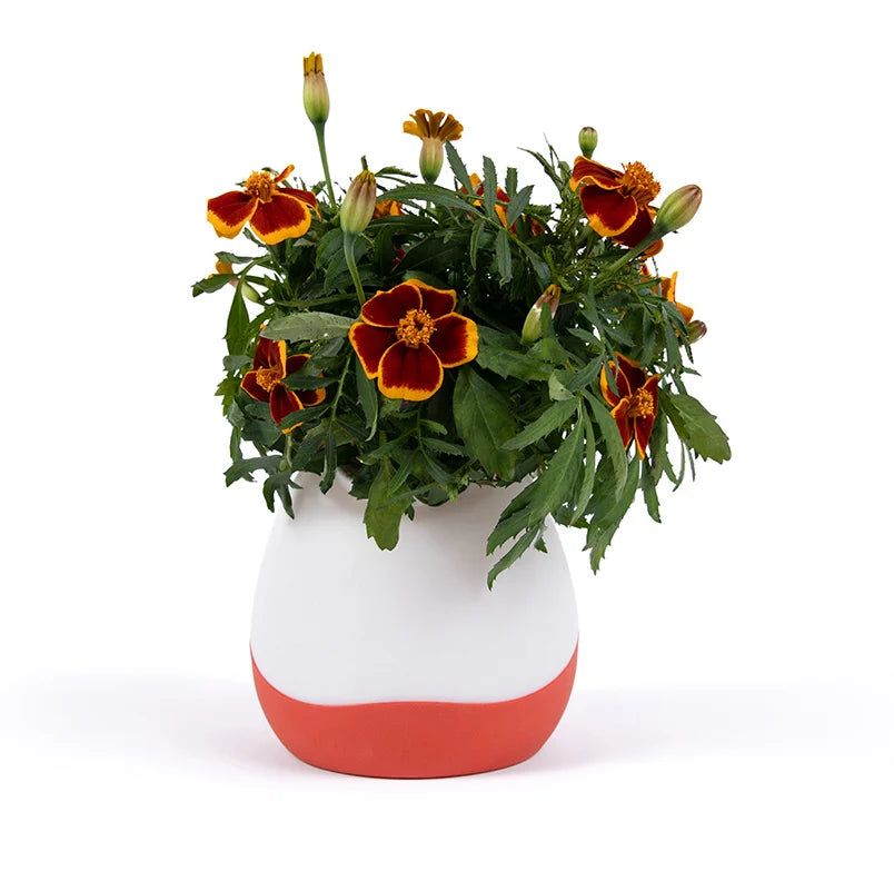 Floravie vase