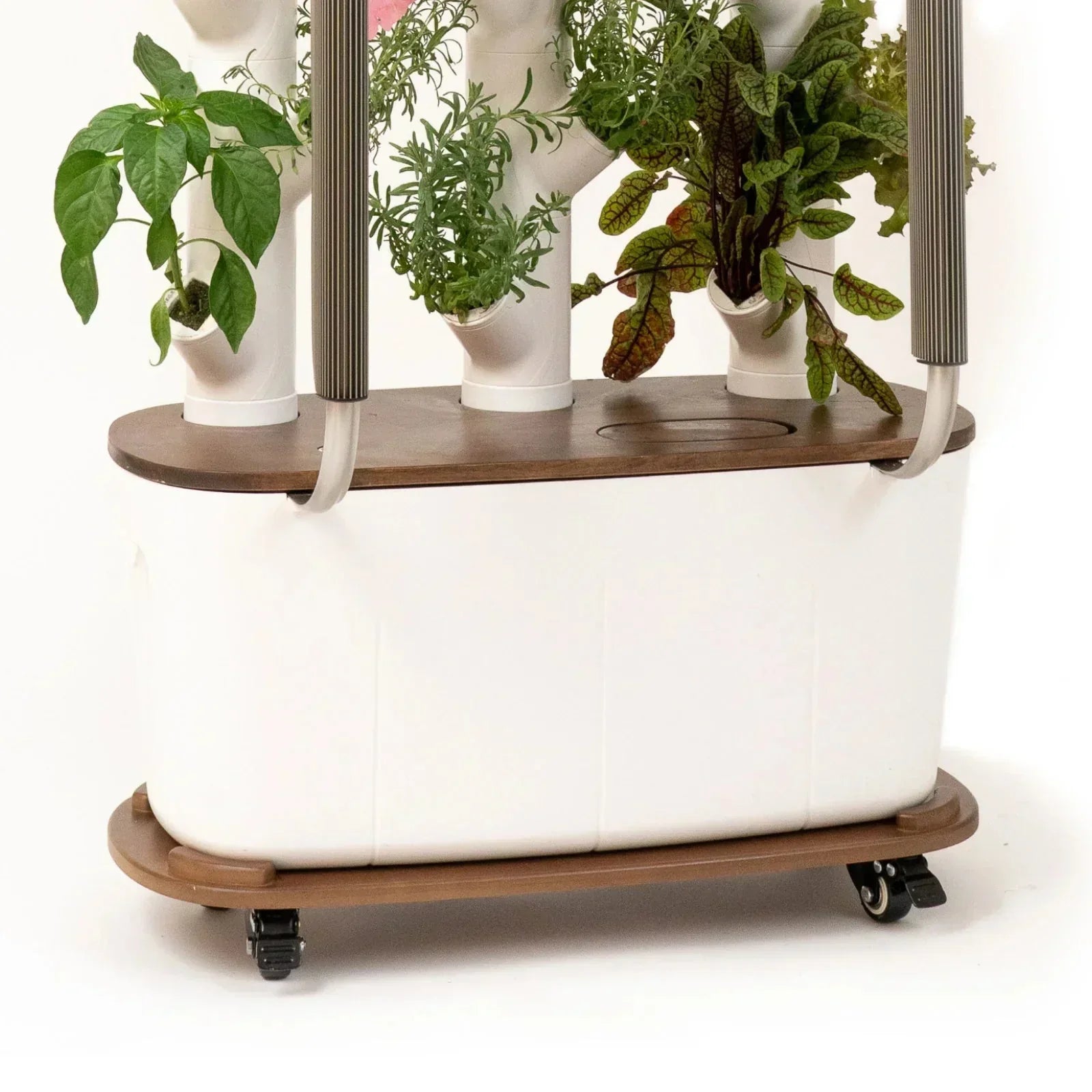Floravie Dolly