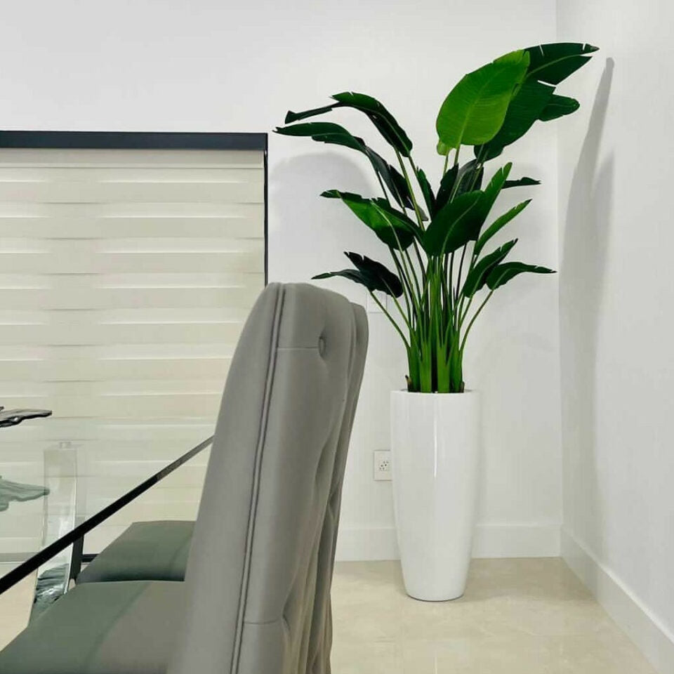 7ft Bird of Paradise with Dax L pot