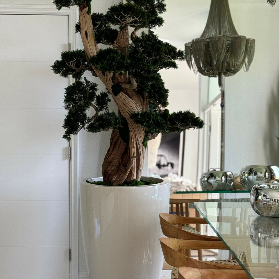 Large bonsai in a Brannan pot
