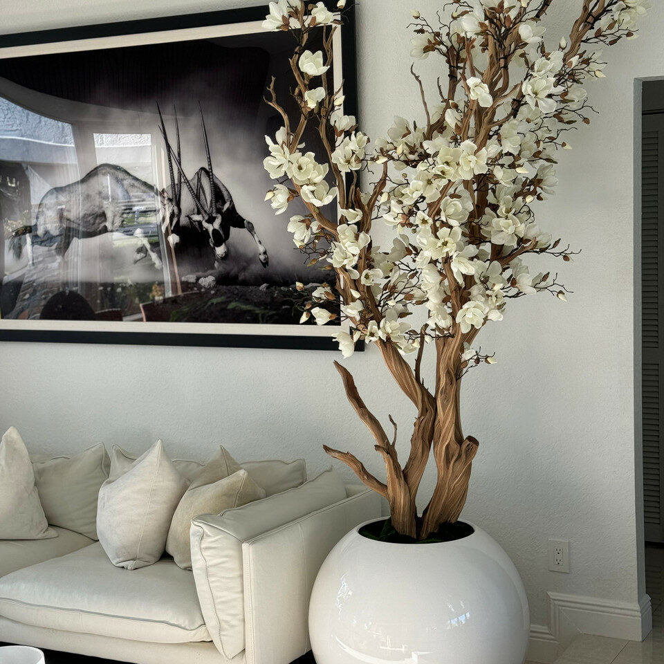 White magnolia in a 76 cm glossy white ball pot