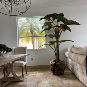 Large teak bowl with Alocasia plant