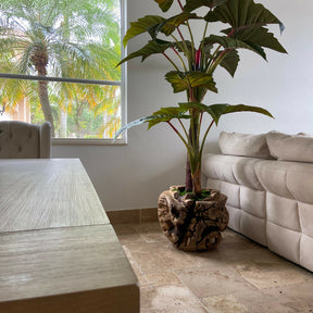 Large teak bowl with Alocasia plant