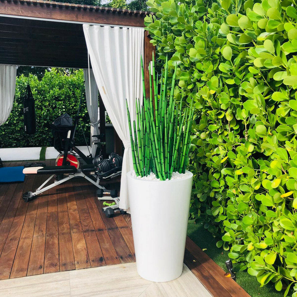 Snake grass (1.20 m) with Belle L