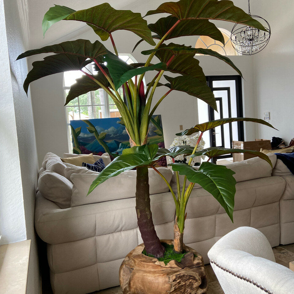 Large teak bowl with Alocasia plant