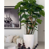 Adam's rib tree in a shiny white pot