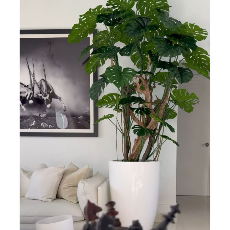 Adam's rib tree in a shiny white pot
