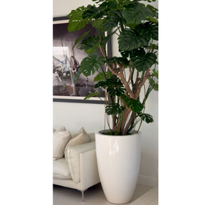 Adam's rib tree in a shiny white pot