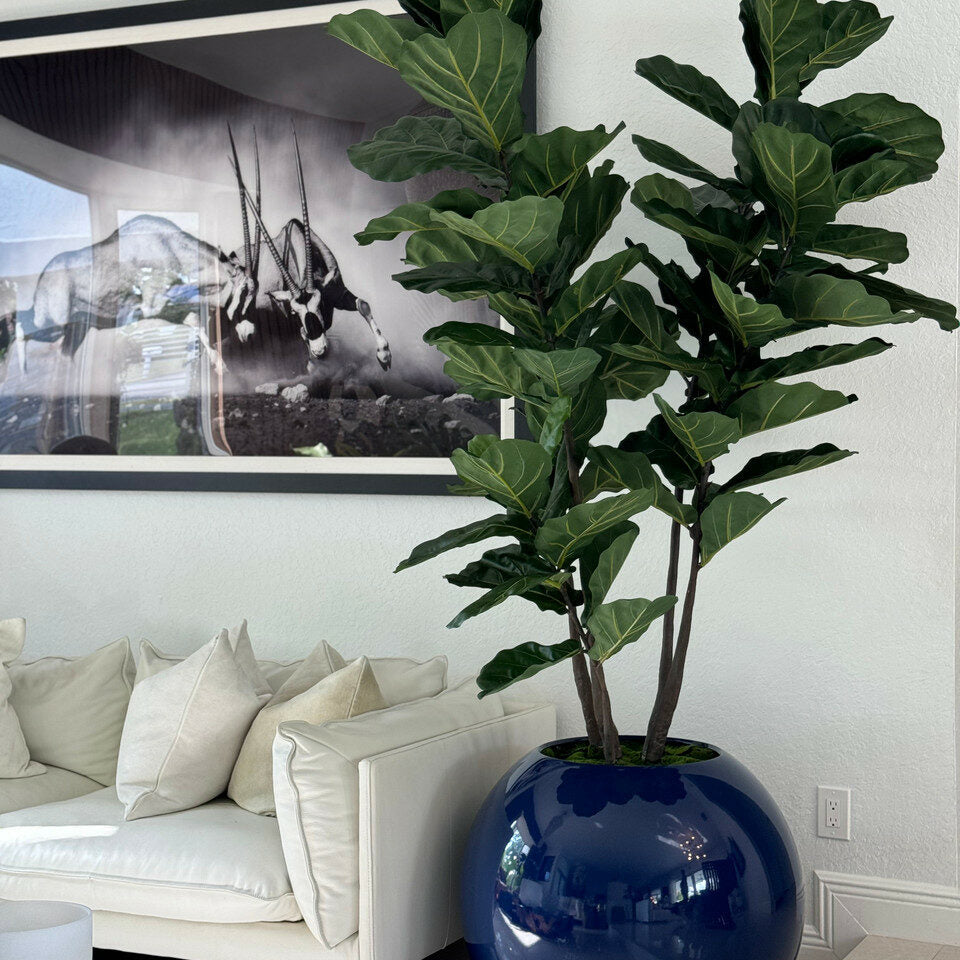 30 inch blue ball vase with fiddle leaf