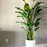 Alicante planter in glossy white with 2.7 m bird of paradise