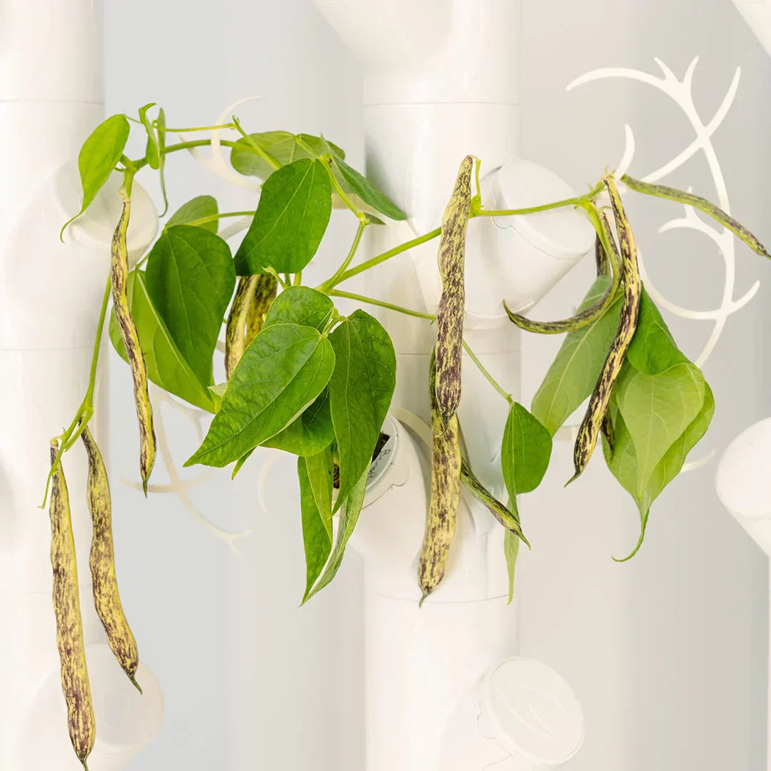 Floravie Trellis