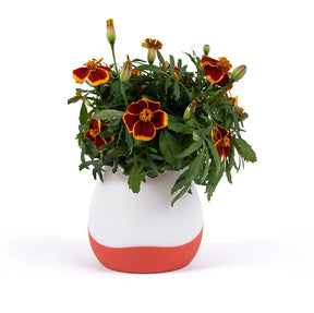 Floravie vase