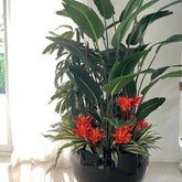 Tropical plant mix of black Terragona