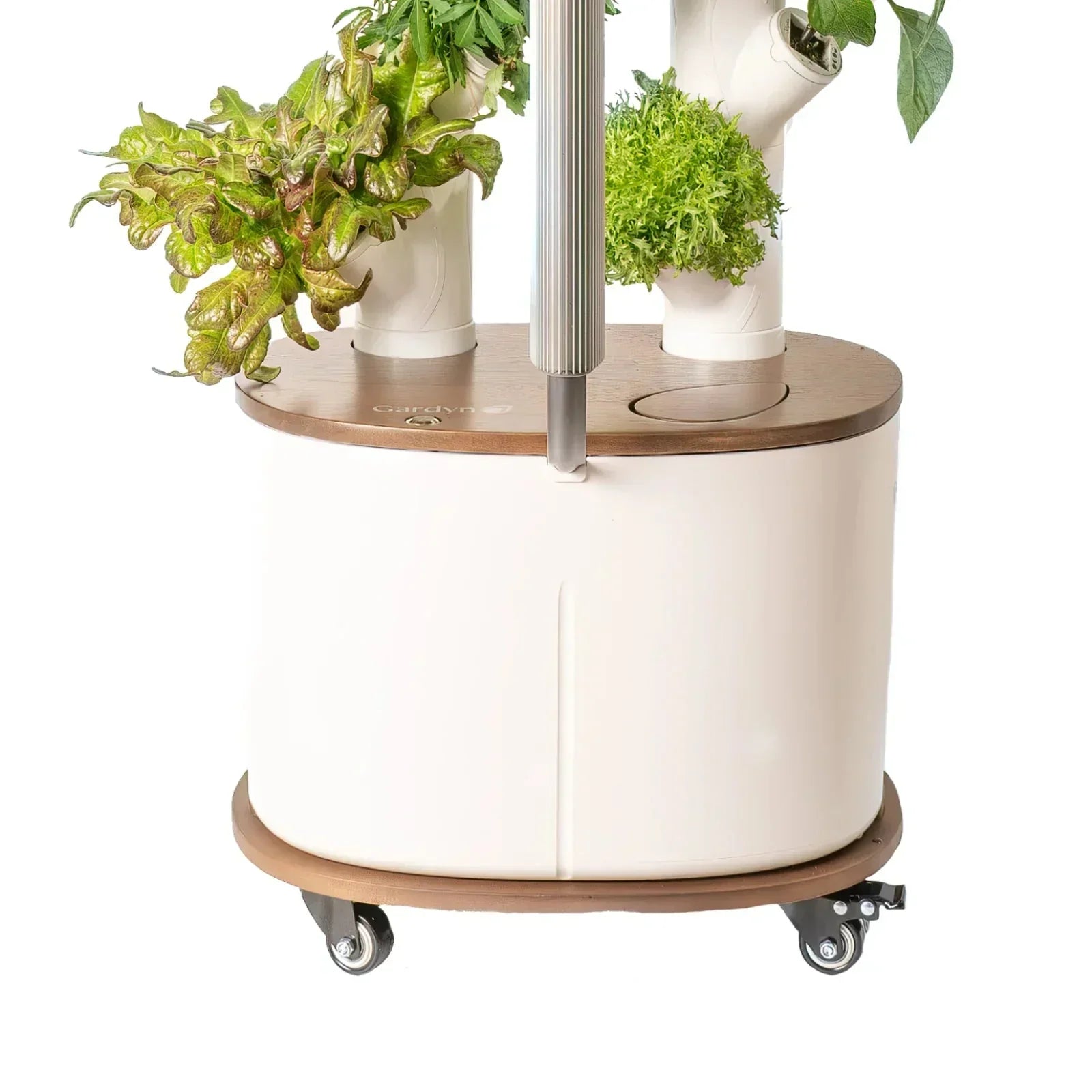 Floravie Dolly