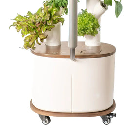Floravie Dolly