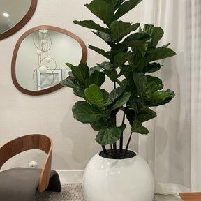 30 inch white globe vase with violin