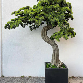 Large Bonsai Block M