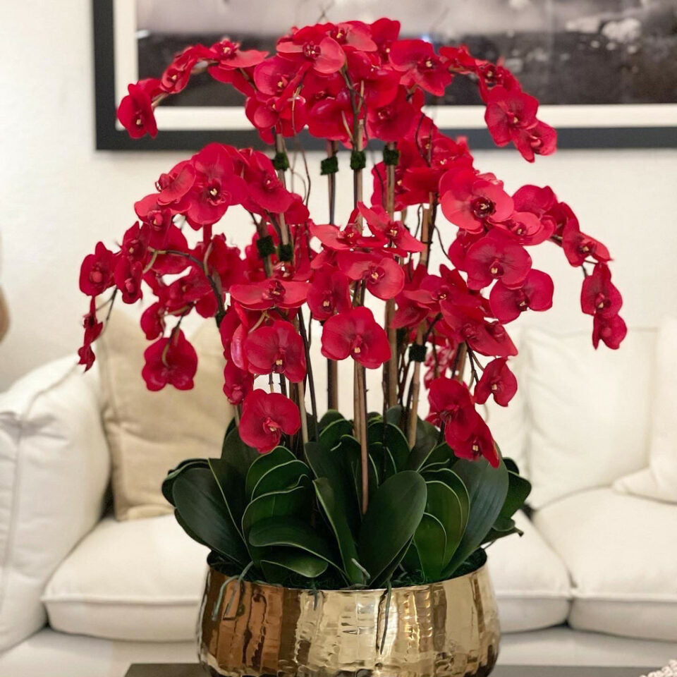 Red Phalaenopsis orchids in a medium-sized golden pot