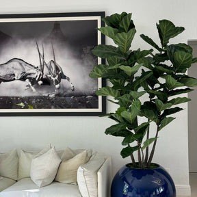 30 inch blue ball vase with fiddle leaf