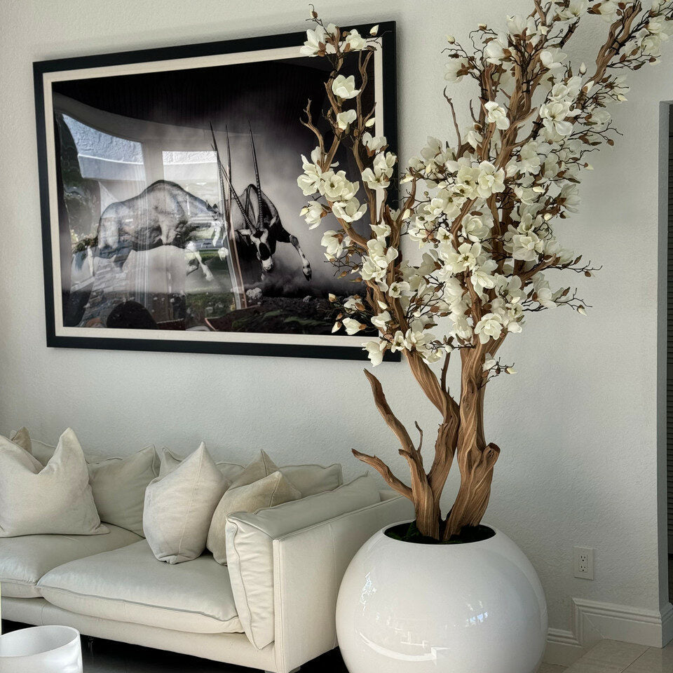 White magnolia in a 76 cm glossy white ball pot