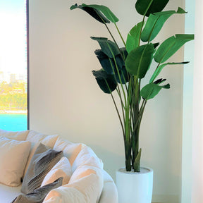 2.7 m Bird of Paradise with Ben pot in glossy white