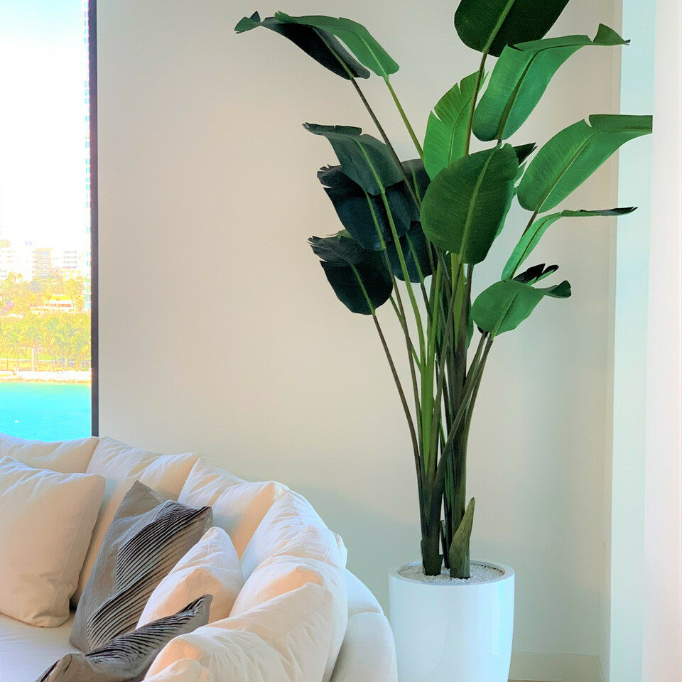 2.7 m tall Bird of Paradise with Ben planter in brilliant white