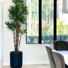 Palm tree in a black XL pot