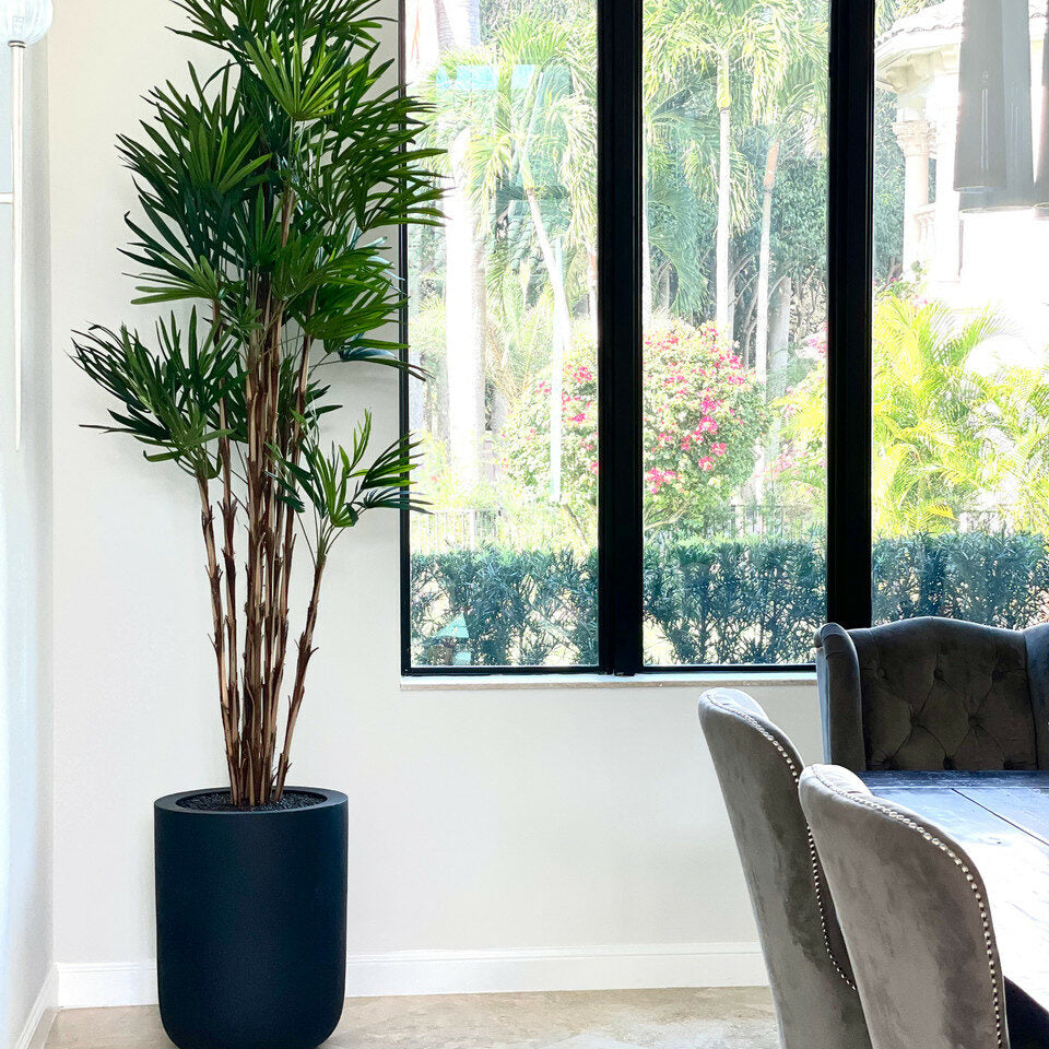 Palm tree in a black XL pot