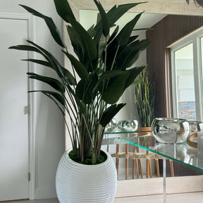Bird of paradise in a white spiral vase