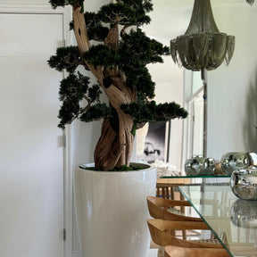Large bonsai in a Brannan pot