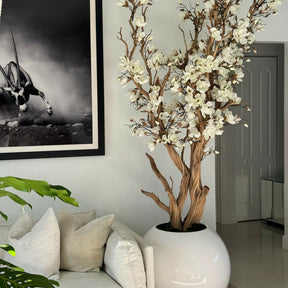 White magnolia in a 76 cm glossy white ball pot