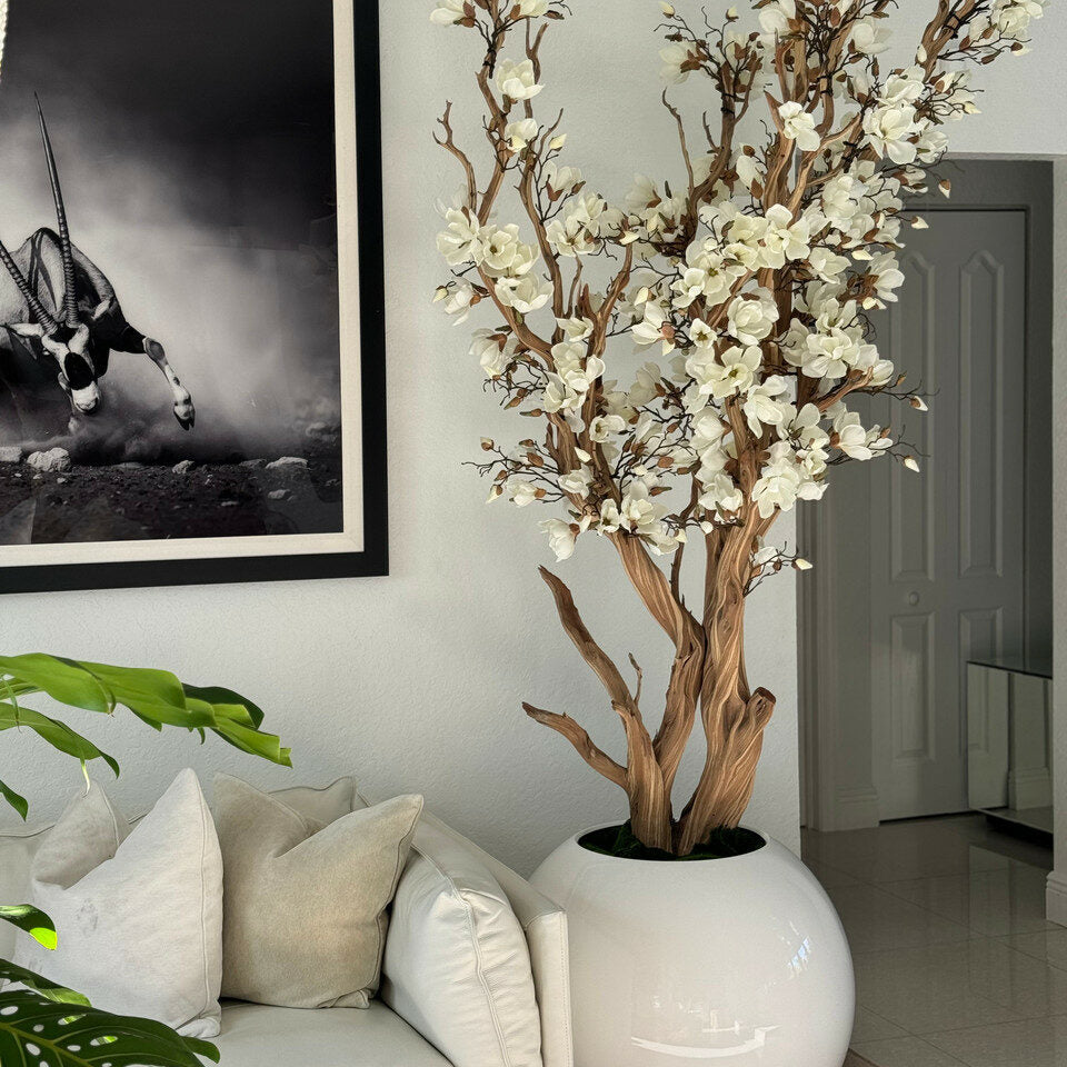 White magnolia in a 76 cm glossy white ball pot
