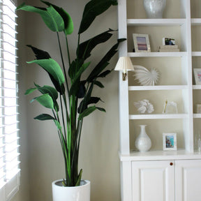 2.7 m tall Bird of Paradise with Ben planter in brilliant white