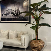 Large teak bowl with Alocasia plant