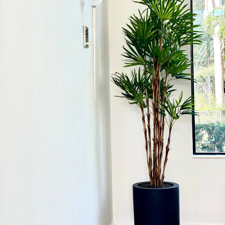 Palm tree in a black XL pot