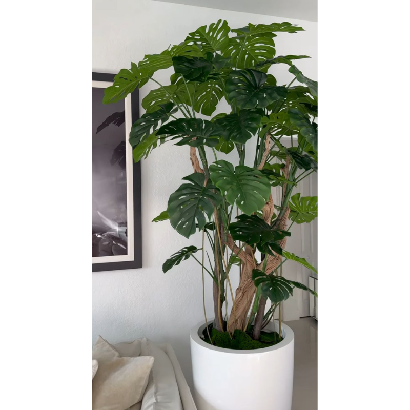 Adam's rib tree in a shiny white pot